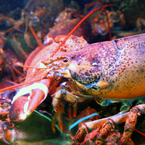 lobster, clawed lobsters, reef lobster, crustaceans, invertebrates, nephropidae, homaridae, seafood, lobster photo, lobster picture, images, animal photo, free photo, stock photos, royalty-free image, free download image, stock images for free, stock photography images