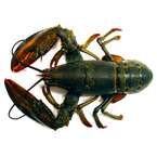 lobster picture, free stock photo, royalty-free image