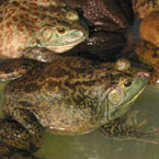 frog, toad, amphibian, animal, photo, free photo, stock photos, royalty-free image