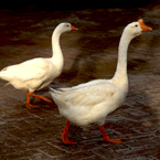 goose, wild geese, white goose picture, free stock photo, royalty-free image