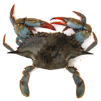 blue crab, crab picture, free stock photo, royalty-free image