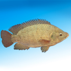 fish, tilapia picture, free stock photo, royalty-free image