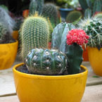 cactus picture, free stock photo, royalty-free image
