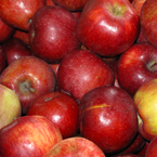 apple, red apple, apple photo, apple picture, apple image, fruits, fresh fruit, fruit photos, photo, free photo, stock photos, royalty-free image