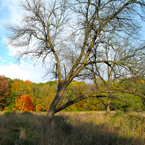 bare trees, oak, maple, meadow, colorful autumn leaves, fall season foliage, panorama, nature photo, free stock photo, free picture, stock photography, royalty-free image