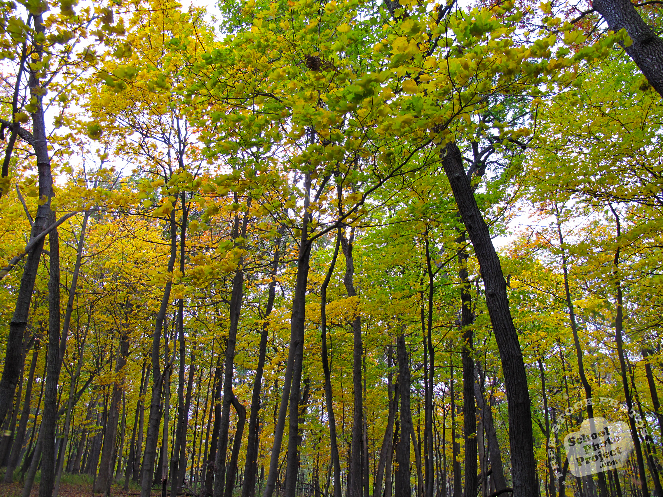 Free Maple Trees Canopy Photo Fall Foliage Picture Autumn Panorama