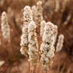 wild bushes, dried plants, cattails, typha picture, free stock photo, royalty-free image