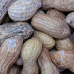 nut, nuts, peanuts, peanut photo, nuts picture, free photo, free download, stock photos, royalty-free image