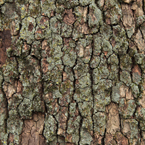 tree bark, bark texture picture, free stock photo, royalty-free image