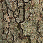 bark, tree bark, tree skin, bark texture, bark pattern, tree bark texture, bark photo, nature photo, free photo, stock photos, royalty-free image, free download