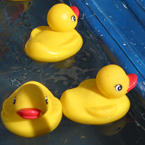 rubber ducks, yellow rubber duck picture, free stock photo, royalty-free image