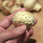 white mushroom, hand holding button mushroom, champignon, vegetable photos, veggie, free stock photo, royalty-free image