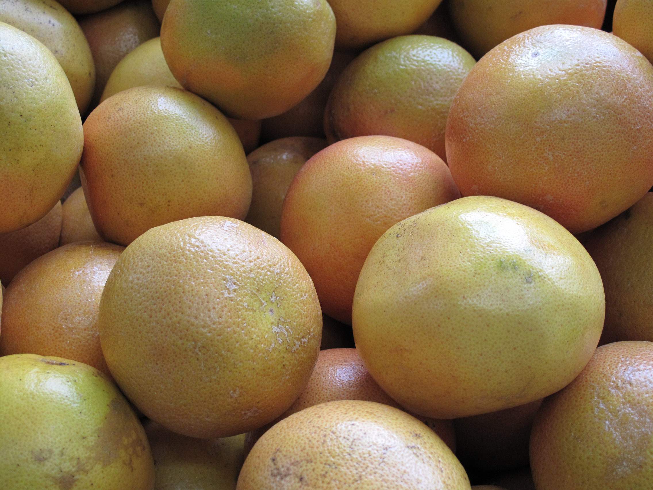 FREE Grapefruit Photo, Pink Pomelo Picture, Shaddock Image, Royalty ...